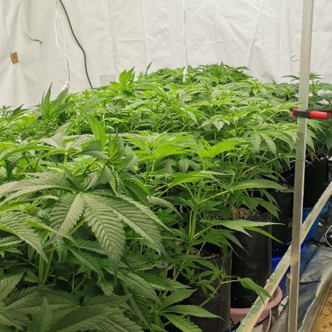 Green Poison growlog photo: Trim 