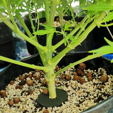 Green Poison growlog timeline photo