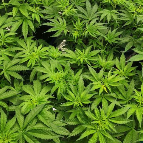 Green Poison growlog timeline photo