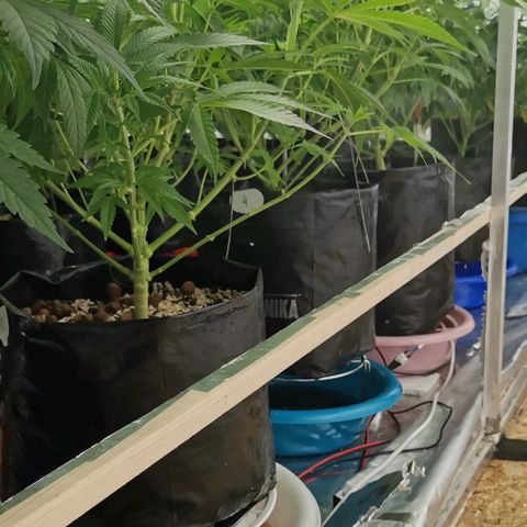 Green Poison growlog photo: Trim 