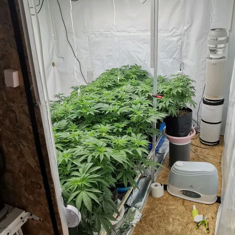 Green Poison growlog timeline photo