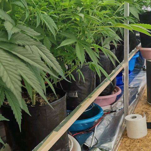 Green Poison growlog timeline photo