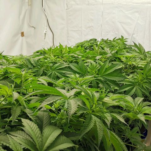 Green Poison growlog timeline photo