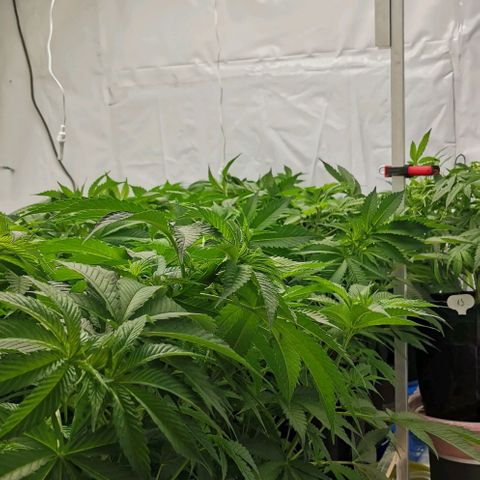 Green Poison growlog timeline photo