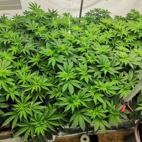 Green Poison growlog timeline photo