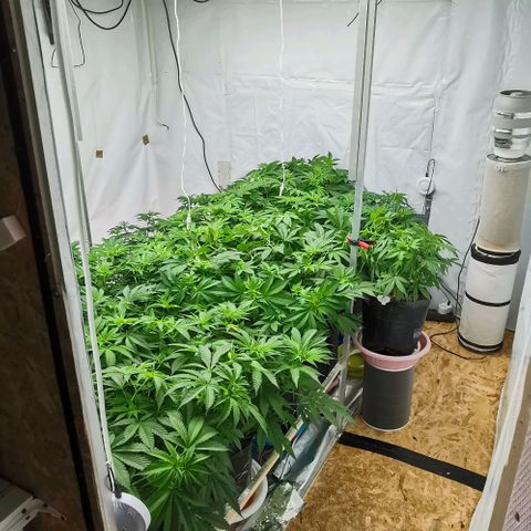 Green Poison growlog timeline photo