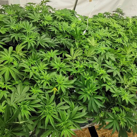 Green Poison growlog photo: 75-50% 5000k
500-600 VPD 