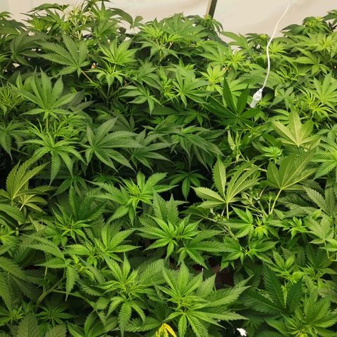 Green Poison growlog photo: 75-50% 5000k
500-600 VPD 