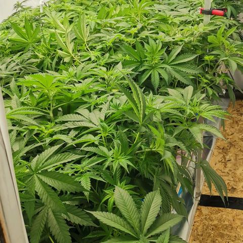 Green Poison growlog photo: 75-50% 5000k
500-600 VPD 