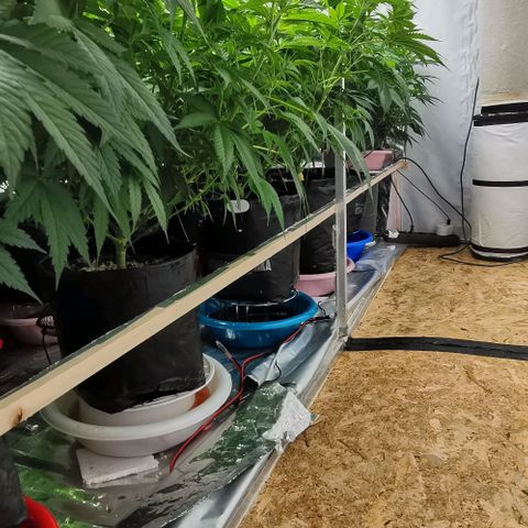 Green Poison growlog photo: 75-50% 5000k
500-600 VPD 