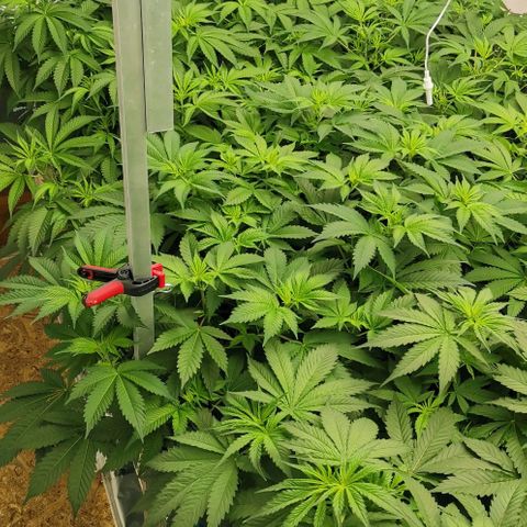 Green Poison growlog timeline photo