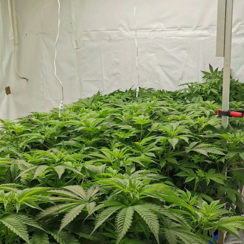 Green Poison growlog timeline photo