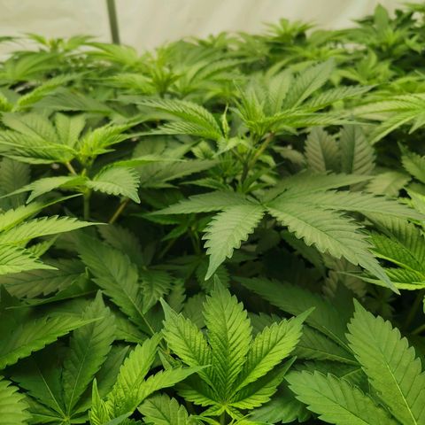 Green Poison growlog timeline photo