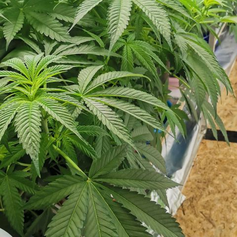 Green Poison growlog timeline photo