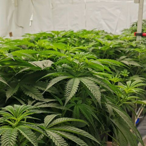 Green Poison growlog timeline photo