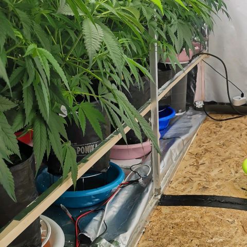 Green Poison growlog timeline photo