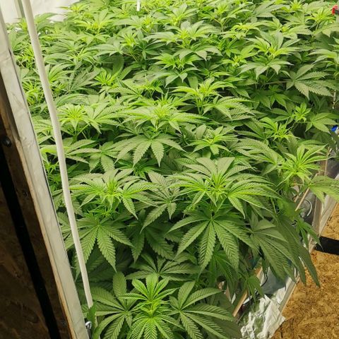 Green Poison growlog timeline photo