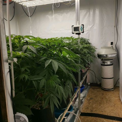 Green Poison growlog timeline photo
