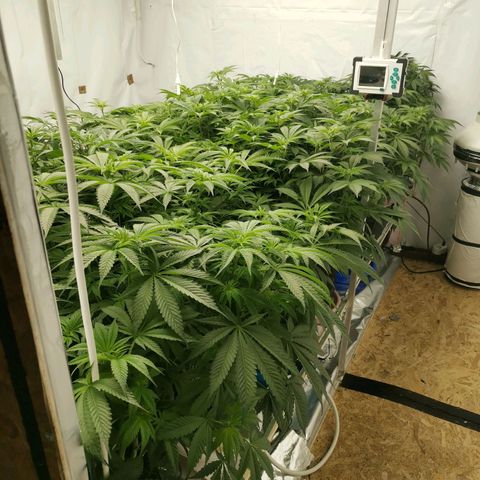 Green Poison growlog timeline photo