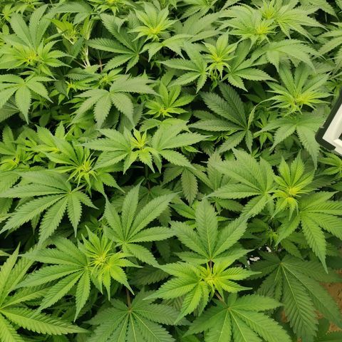 Green Poison growlog timeline photo