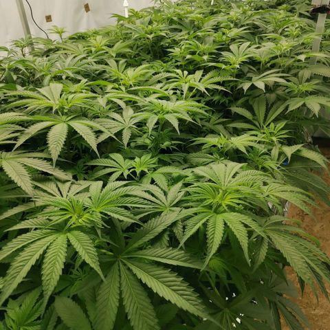 Green Poison growlog timeline photo
