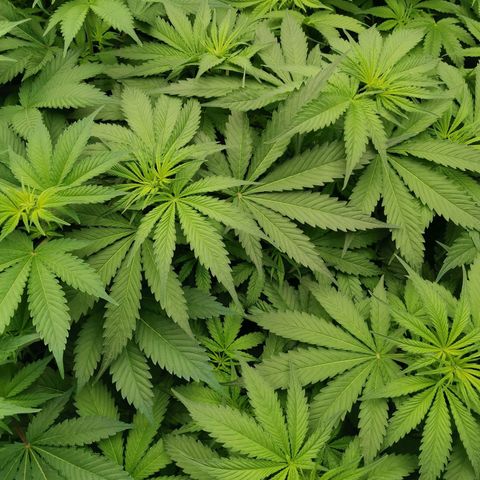 Green Poison growlog timeline photo