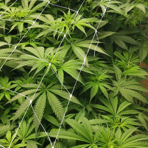 Green Poison growlog timeline photo