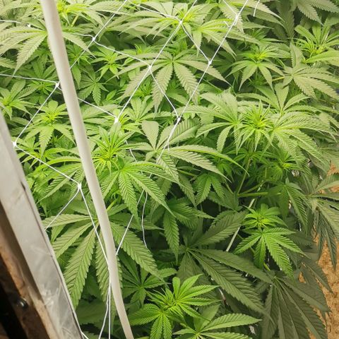 Green Poison growlog timeline photo