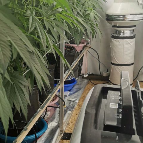 Green Poison growlog timeline photo