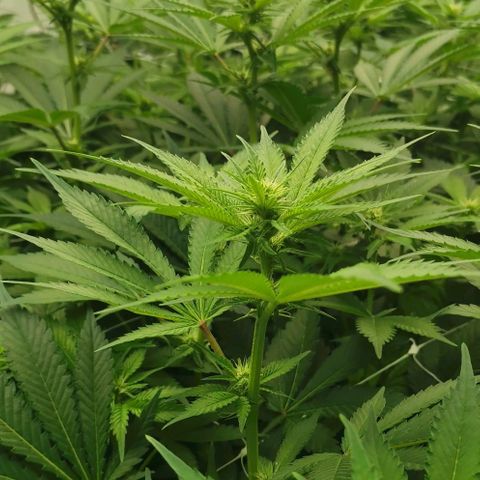 Green Poison growlog timeline photo