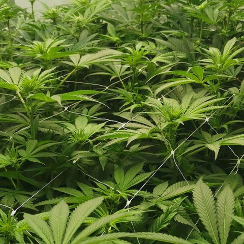 Green Poison growlog timeline photo