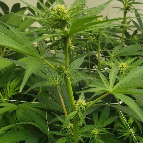 Green Poison growlog timeline photo