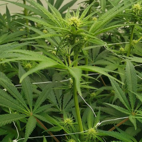 Green Poison growlog timeline photo