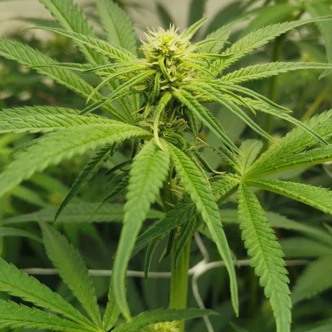 Green Poison growlog timeline photo