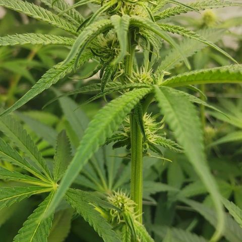 Green Poison growlog timeline photo