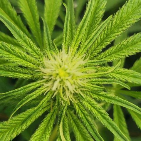 Green Poison growlog timeline photo