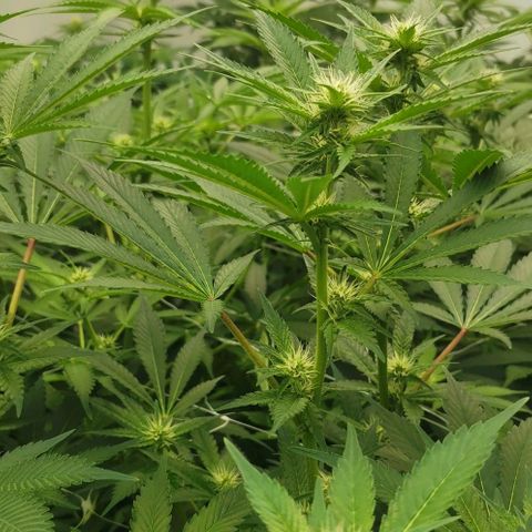 Green Poison growlog timeline photo