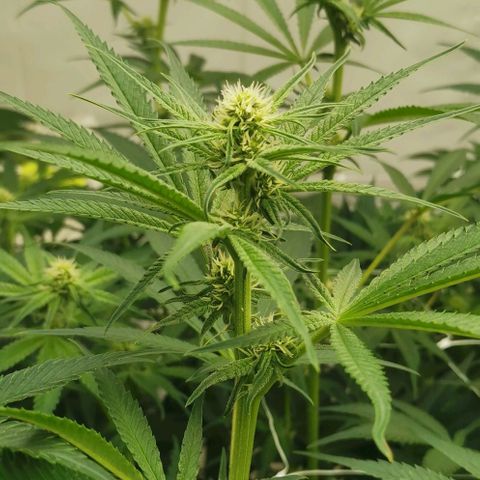Green Poison growlog timeline photo