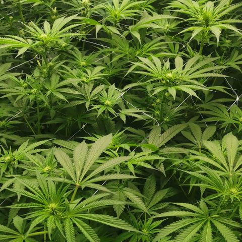 Green Poison growlog timeline photo