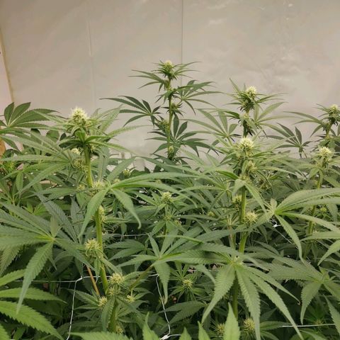Green Poison growlog timeline photo