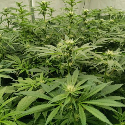 Green Poison growlog timeline photo