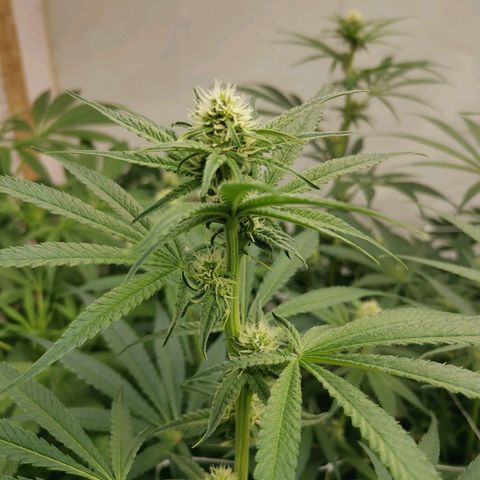 Green Poison growlog timeline photo