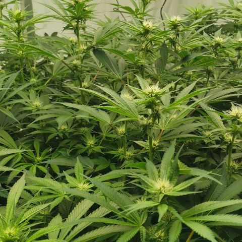 Green Poison growlog timeline photo