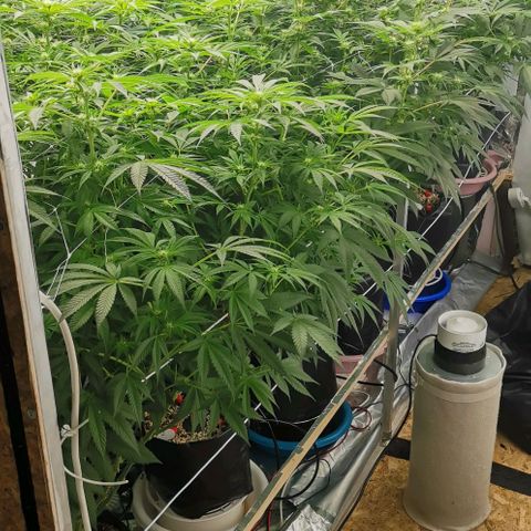 Green Poison growlog timeline photo