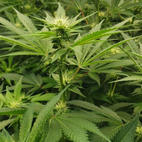 Green Poison growlog timeline photo