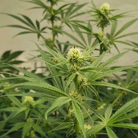 Green Poison growlog timeline photo