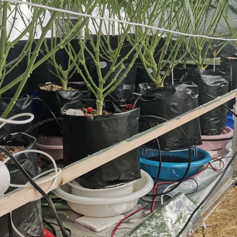 Green Poison growlog timeline photo