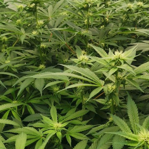 Green Poison growlog timeline photo