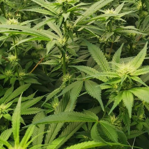 Green Poison growlog timeline photo
