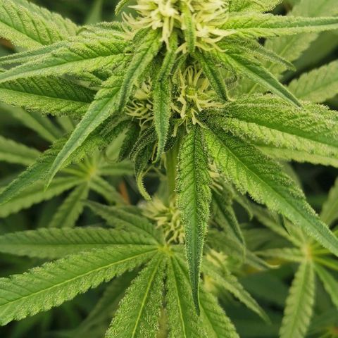 Green Poison growlog timeline photo